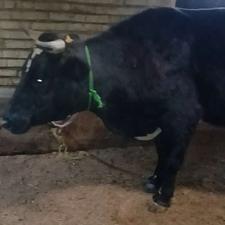 فروش گاو ابستن