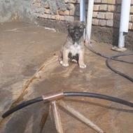 توله سگ اصیل سرابی