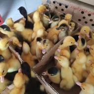 جوجه رنگی زرنگ