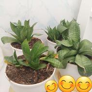 گل طبیعی با گلدون