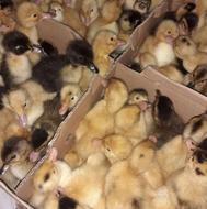 جوجه اردک پکنی ورامینی