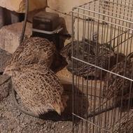 10عدد بلدرچین تخم گذار