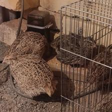 10عدد بلدرچین تخم گذار