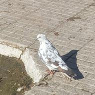 کبوتر پرشی ماده