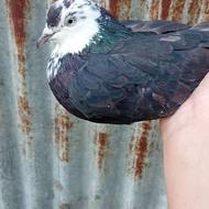 کبوتر ، کله سیاه ماده پرشی ، معاوضه هم دارم