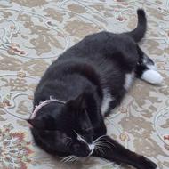 گربه ماده برای واگذاری