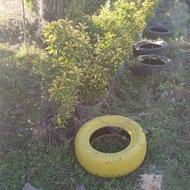 شمشاد طلایی