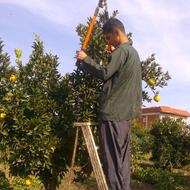 هرس باغات مرکبات و سیاه ریشه