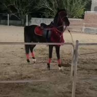 دوتا اسب نژاد دار