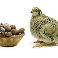 فروش بلدرچین بالغ با بهترین نژاد موجود در بازار