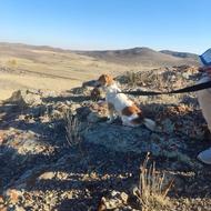 سگ اشپینر نر