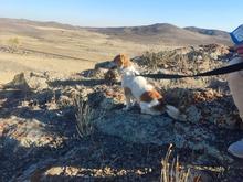 سگ اشپینر نر در شیپور