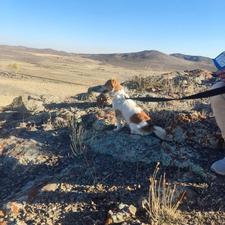 سگ اشپینر نر