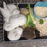 بچه خرگوش سالم و سرحال