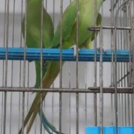 ملنگو مولد در پرنده سرای ابوالفضل