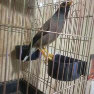 مینا 6ماهه نر