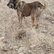 سگ سراب قد بلند