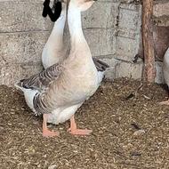 قوغاز آفریقایی