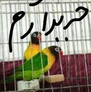 طوطی برزیلی یقه زرد اورجینال