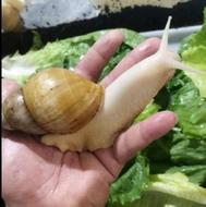 حلزون پیله ابریشم