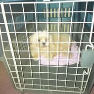 واگذاری سگ شیتزو فلت