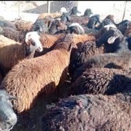 بره پرواری آماده برای کشتار