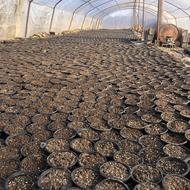 پیش فروش سبزه نارنج برای 1405