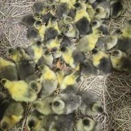 جوجه غاز محلی