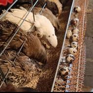 بلدرچین وعروس هلندی