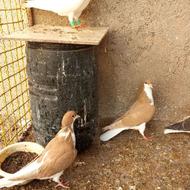 یک جفت جوجه سیاه خوش رنگ سه تازردخوش رنگ