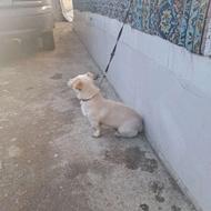 سگ پاکوتاه