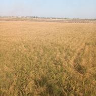 بذر هلال پاک شد