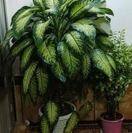 خیلی گل زیبا ست وبخرش