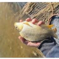 5000قطعه بچه ماهی کپور