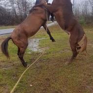 نریان کت کلفت 4سال سواری کرند باری