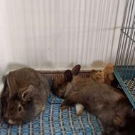 دو عدد خرگوش لوپ