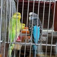 مرغ عشق عروس هلندی قناری فنج گرینچیک