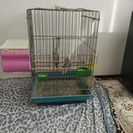 یک جفت عروس هلندی بالغ همراه قفسلانه (توضیحات مهم)