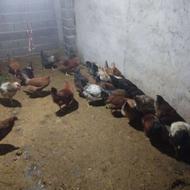 مرغ و خروس محلی