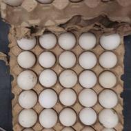 تخم بوقلمون