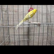 قناری همه رنگ