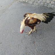 لاری اصیل قرمز