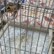 سهره دورگ بخون بفروش میرسد بدون قفس