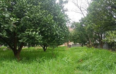 باغ 523متری داخل بافت بندرگز