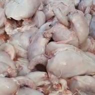 غذای سگ و گربه