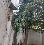 درخت یوکا بزرگ