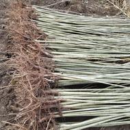 نهال به قیمت پارسال چون تولید کننده هستیم