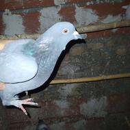 کبوتر پرشی میزان