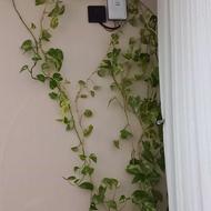 گل با هر مبلغی که خودتون میخوایید