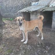 واگذاری ماده عراقی همه چی تموم